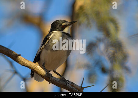 White-tailed Shrike - Lanioturdus torquatus, beau noir et blanc oiseau percheur de buissons africains, Etosha National Park, Namibie. Banque D'Images