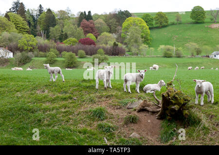 Les agneaux au printemps avec arbre coloré et collines Moffat en Écosse. Banque D'Images