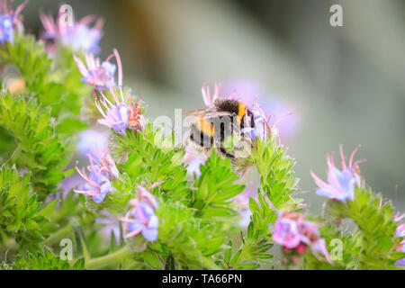 Fluffy bourdon (Bombus), ainsi que les premières abeilles, recueillent le nectar des fleurs colorées à Londres, au Royaume-Uni. Les insectes sont une vue pour tous ceux qui s'inquiètent de la baisse des populations d'abeilles. Banque D'Images