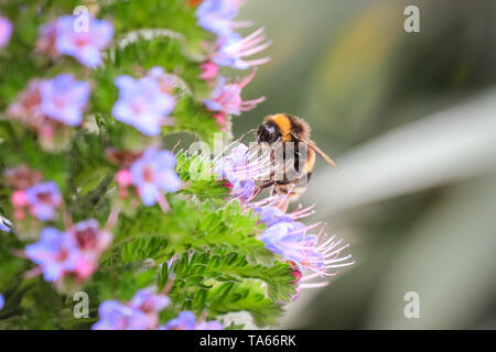 Fluffy bourdon (Bombus), ainsi que les premières abeilles, recueillent le nectar des fleurs colorées à Londres, au Royaume-Uni. Les insectes sont une vue pour tous ceux qui s'inquiètent de la baisse des populations d'abeilles. Banque D'Images