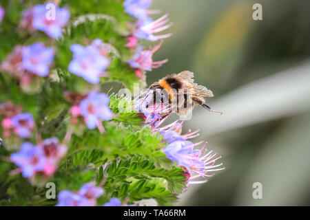 Fluffy bourdon (Bombus), ainsi que les premières abeilles, recueillent le nectar des fleurs colorées à Londres, au Royaume-Uni. Les insectes sont une vue pour tous ceux qui s'inquiètent de la baisse des populations d'abeilles. Banque D'Images