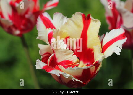 Tulipe blanche avec rayures délicates rouge. La beauté de la nature dans le jardin. Banque D'Images