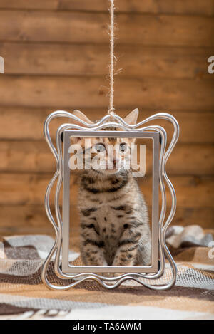 Portrait d'une race Bengal chaton avec un châssis d'argent Banque D'Images