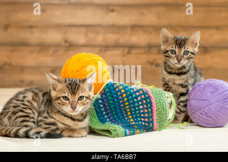 Peu de chatons Bengal rayé marron avec des boules de thread Banque D'Images