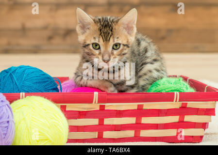 Peu de chatons Bengal avec des boules de thread dans un panier en osier Banque D'Images