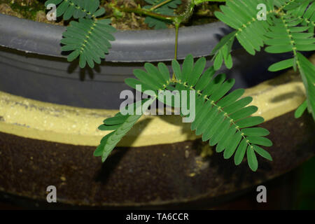 Shameplant ou usine d'action après avoir touché, sensible ou Mimosa pudica plante endormie ou dormilones ou zombie plante avec des cheveux qui se déplacent lors de contact tou Banque D'Images