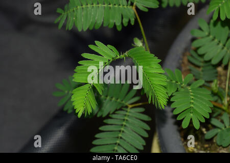 Mimosa pudica sensibles ou somnolente ou dormilones ou usine usine zombie contact avec les cheveux qui se déplacent au toucher, me touche pas plante macro shot Banque D'Images