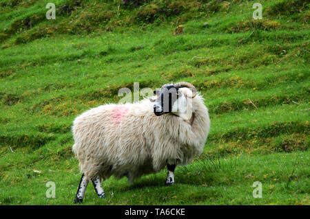 Vue d'un moutons écossais typique au milieu d'un champ vert sur l'île de Skye Banque D'Images