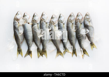 Frais de la mer Noire avec bluefish cube de glace sur fond blanc. Modèle de poisson. Vue de dessus. Banque D'Images