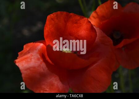 Rouge Coquelicot détaillées dans la belle lumière du soleil mystérieux sur le fond vert sombre. Close up. Macro. Banque D'Images