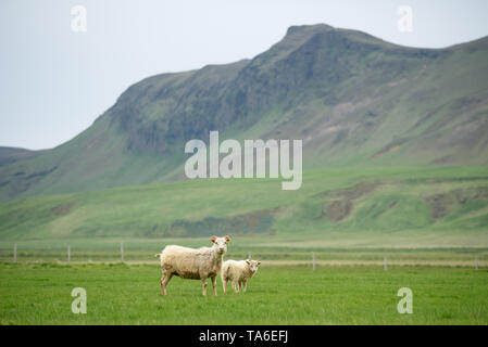 Deux moutons blancs sur un pâturage en Islande. Prairie avec de l'herbe verte luxuriante dans une vallée de montagne Banque D'Images