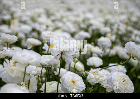 Fond blanc fleurs renoncules. Focus sélectif. Israël Banque D'Images