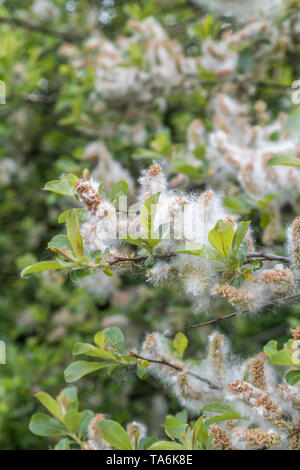 Chatons femelles moelleux de chèvre / Salix caprea saule qui favorise un sol humide habitats. Saules médicinales étaient autrefois utilisés dans les remèdes. Banque D'Images