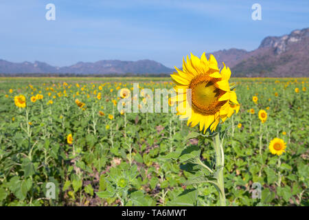 Les champs de tournesols, Thaïlande Banque D'Images