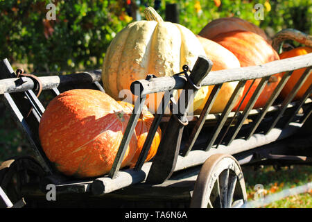 Big pumpkins isolées sur des vieux meubles anciens en bois panier wagon dans automne lumineux soleil sur une prairie d'une ferme rurale néerlandais - Pays-Bas Banque D'Images