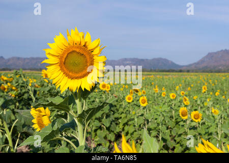 Les champs de tournesols, Thaïlande Banque D'Images