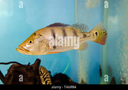 Cichla monoculus poisson dans l'aquarium Banque D'Images