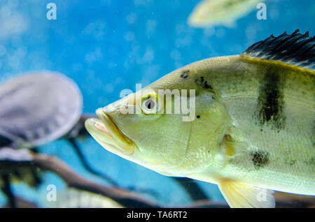 Cichla monoculus poisson dans l'aquarium Banque D'Images