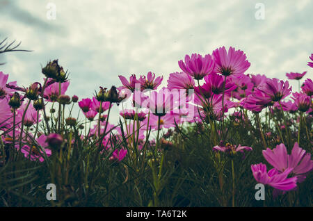 Belle fleur cosmos dans le jardin. Vintage tone Banque D'Images