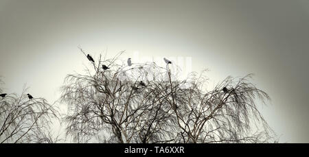 Phoque à capuchon crows recueillies la nuit dans le parc de la ville au printemps. Les oiseaux se perchent, multitude d'oiseaux de bord de merles. Banque D'Images