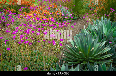 Agave jardin avec fleurs violet et orange Banque D'Images