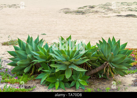 Spike Vert plante sur la plage de sable Banque D'Images