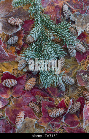 Givre sur les branches d'épinette et de cônes, avec feuilles d'érable rouge givré (Acer rubrum), E Amérique du Nord, par l'Humeur Skip/Dembinsky Assoc Photo Banque D'Images