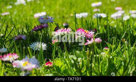 Anglais sauvages en fleurs daisy dans le pré. Rose blanche fleurs Bellis perennis têtes avec disque jaune dans l'arrière-plan flou vert. Famille des astéracées. Banque D'Images