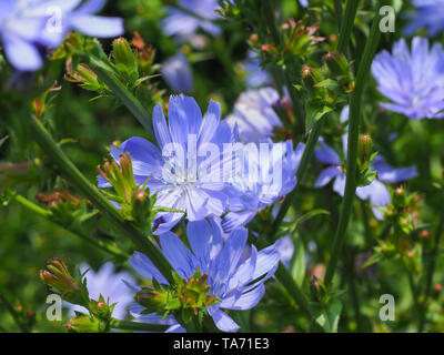 Chicorée Cichorium intybus ou commune de fleurs bleu, communément appelé marins comestibles, café de chicorée, succory de mauvaises herbes est une plante vivace herbacée Banque D'Images