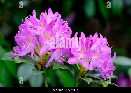 Floraison rose fleurs rhododendrons Banque D'Images