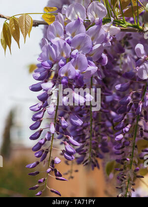 Violet fleurs Wisteria Sinensis. Belle arbre prolifique avec fleurs violettes en racème suspendus. Blue glycine de Chine est de la famille des Fabaceae espèce Banque D'Images