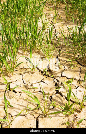 Champ de blé avec de vastes zones improductives - concept de la famine Banque D'Images