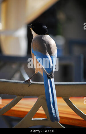 Pie bleue en attente de la nourriture dans un restaurant. Banque D'Images