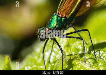 Tête détaillée Vue d'une demoiselle Agrion mâle Calopteryx virgo (Demoiselle) également connu sous le nom de belles Agrion, au repos sur une chaude journée de printemps. Banque D'Images