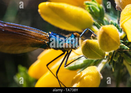 Head Shot détaillées d'une demoiselle Agrion mâle Calopteryx virgo (Demoiselle) reposant sur une Gorse fleur sur une chaude journée de printemps. Banque D'Images