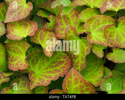 Les feuilles colorées d'un barrenwort (Epimedium versicolor) Banque D'Images