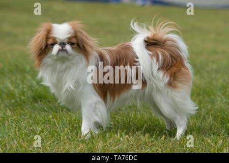 Chin chien japonais Banque D'Images