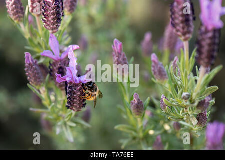 UK, LEICESTERSHIRE - Mai 2019 : la collecte du pollen d'abeilles à partir de la lavande française, Macro Banque D'Images