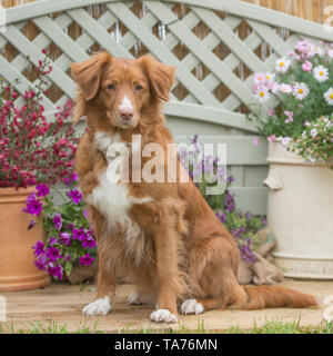 Nova Scotia Duck Tolling Retriever Banque D'Images