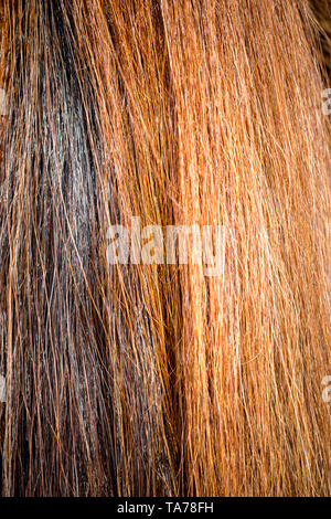 Cheval domestique. Close up de queue de cheval marron. Allemagne Banque D'Images