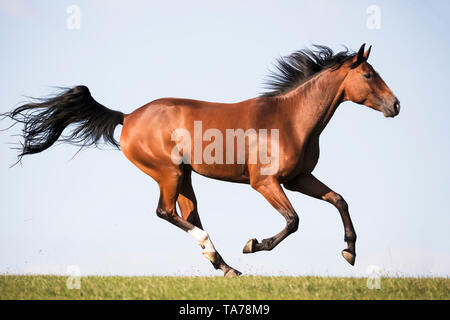 Oldenburg Horse. Bay sur un pâturage galopante adultes. Allemagne Banque D'Images