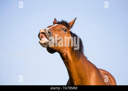 Oldenburg Horse. Le flehmen adultes faisant de la baie. Allemagne Banque D'Images
