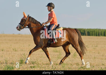 Poney Welsh (Section B). Enfant (fille) avec bay horse trotting sur un champ de chaumes. Allemagne Banque D'Images