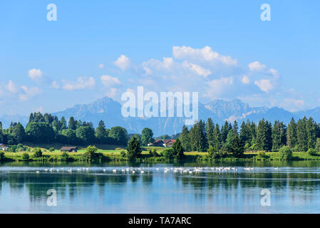 Matin d'été à l'idyllique Lac Lech près de Füssen en Bavière Banque D'Images