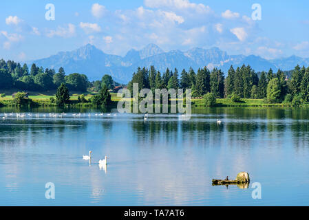 Matin d'été à l'idyllique Lac Lech près de Füssen en Bavière Banque D'Images