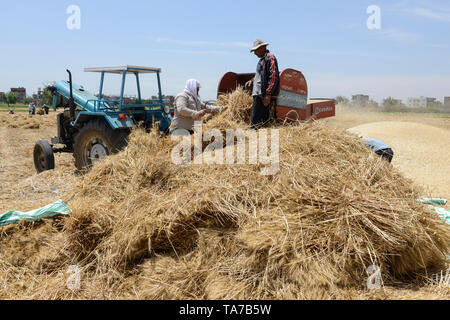 L'Égypte, Beheira gouvernorat, Kafra, Eldawar l'agriculture dans le delta du Nil , récolte de blé , trashing machine/ AEGYPTEN, Beheira, Landwirtschaft im, Nildelta Dreschmachine, Weizen von Ernte Banque D'Images