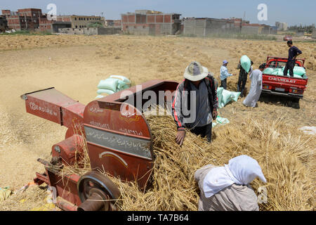 L'Égypte, Beheira gouvernorat, Kafra, Eldawar l'agriculture dans le delta du Nil , récolte de blé , trashing machine/ AEGYPTEN, Beheira, Landwirtschaft im, Nildelta Dreschmachine, Weizen von Ernte Banque D'Images