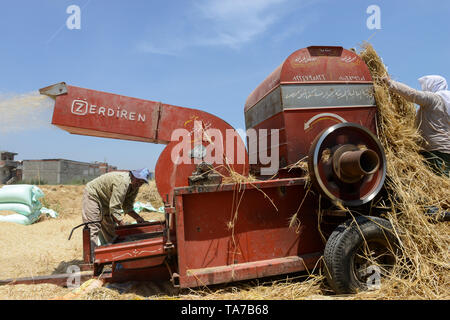 L'Égypte, Beheira gouvernorat, Kafra, Eldawar l'agriculture dans le delta du Nil , récolte de blé , trashing machine/ AEGYPTEN, Beheira, Landwirtschaft im, Nildelta Dreschmachine, Weizen von Ernte Banque D'Images