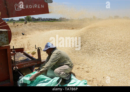L'Égypte, Beheira gouvernorat, Kafra, Eldawar l'agriculture dans le delta du Nil , récolte de blé , trashing machine/ AEGYPTEN, Beheira, Landwirtschaft im, Nildelta Dreschmachine, Weizen von Ernte Banque D'Images