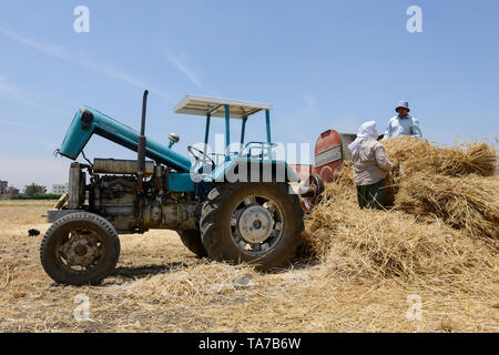 L'Égypte, Beheira gouvernorat, Kafra, Eldawar l'agriculture dans le delta du Nil , récolte de blé , trashing machine/ AEGYPTEN, Beheira, Landwirtschaft im, Nildelta Dreschmachine, Weizen von Ernte Banque D'Images